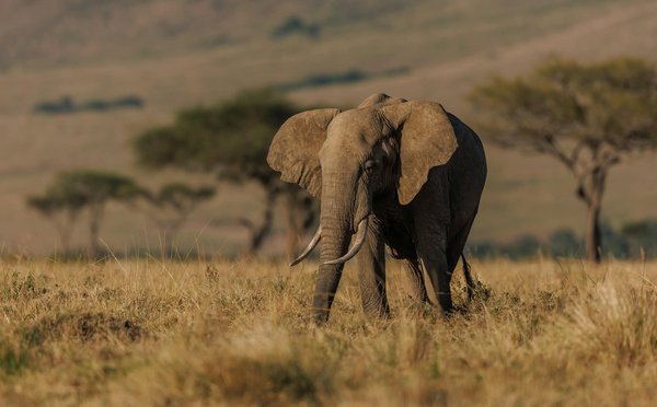 Quels sont les meilleurs spots pour la photographie de la faune sauvage au Kenya : conseils et périodes idéales ?