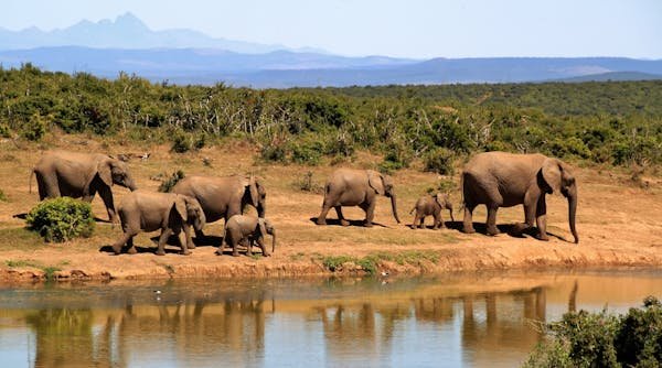 Safari en Namibie : explorer les merveilles de la nature sauvage