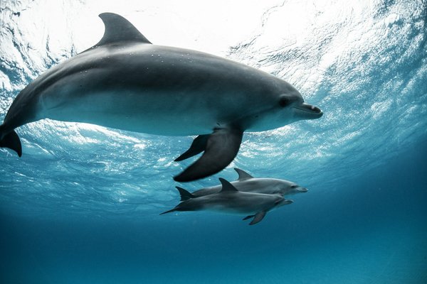 Rencontrez les dauphins à l'île Maurice : une aventure inoubliable